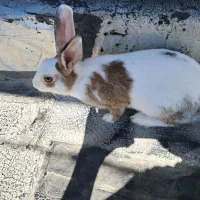 یک عدد خرگوش بسیار زیبا و بزرگ نر