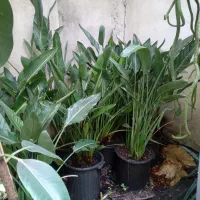 گلها پرورش خانگی خوش امدین