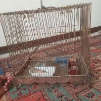 قفس سالم تمیز