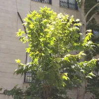 پاسداران زمرد ۸۵متر ۳۰میلیارد فروش یامعاوضه بزرگتر