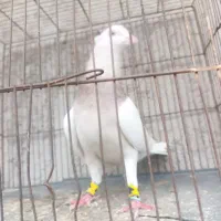 تعدادی کفتر پرشی نروماده بزن