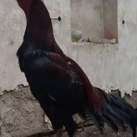 خروس لاری
