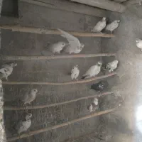 کبوتر کفتر
