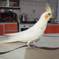 عروس هلندی