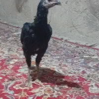 جوجه لاری