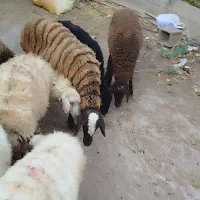 بره|حیوانات مزرعه|لوشان, |دیوار