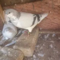 کفتر|پرنده|مشهد, چاهشک|دیوار