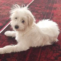 توله دوتا هردو فروشی ماده هستن واکسن هم زده