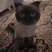 گربه نژاد سیامی اصیل