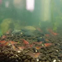 لجن خوار...شریمپ