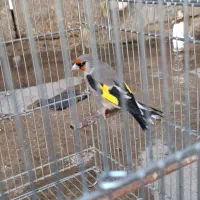 سهره کرمونی نر جوجه قفس