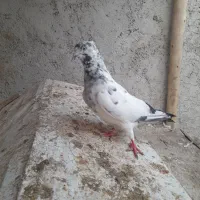 کفتر