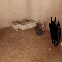 مرغ برای فروش