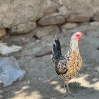 مرغ اصیل  زاگرس