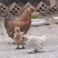 مرغ وجوجه