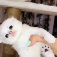 گربه هــ  ای پاستلی
