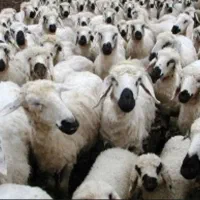 گوسفند،میشوبره