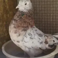 سرور جفت