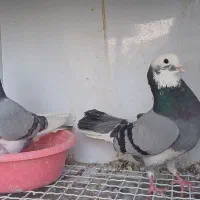 ۴جفت کبوتر