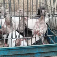 ۸عدد جوجه شهرستانی و طوقی
