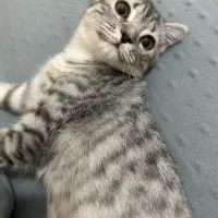 گربه|گربه|زنجان, |دیوار
