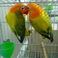 طوطی برزیلی نر شاتخم