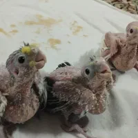 پرنده