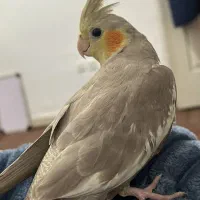 عروس هلندی ماده