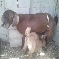 بزوکهره
