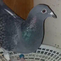 کبوتر غریب بشرط