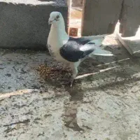 کفتر