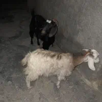 بز 