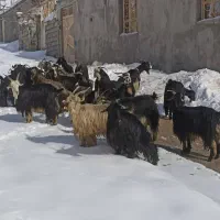 تعداد بیست رآس بز