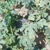 کارگر نیاز دارم برای بریدن گندم جو