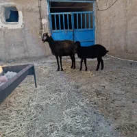 میش بره