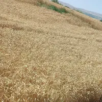 بذر گندم اوکراین