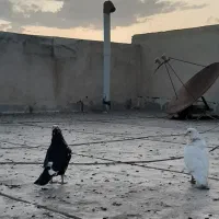 کبوتر|پرنده|گنبد کاووس, |دیوار