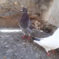 کبوتر کینگ مرغی بزگ ، چند جفت