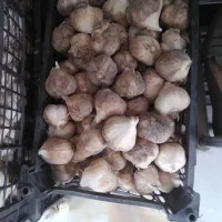 سیرتازه همدان