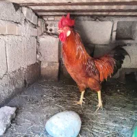 خروس فروشی