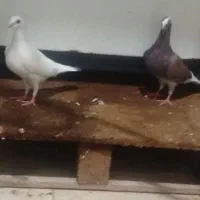کفتر