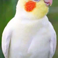 عروس هلندی مولد