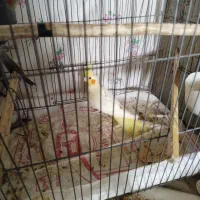 عروس هلندی