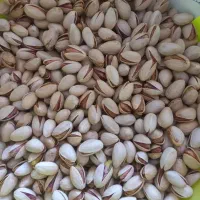 پسته رفسنجان مستقیم از کشاورز (خرید حضوری تهران)