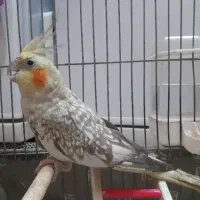 عروس هلندی