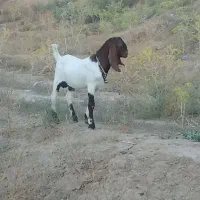 کهره نره بذری ها  پاکستانی درجه یک