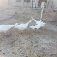 غاز