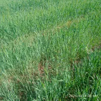 سرایداری.سرایدار. نگهبان .باغبان