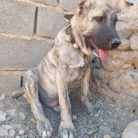 توله افغان
