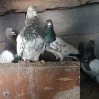 جوجه کله رنگی